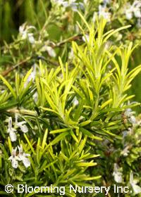 Rosmarinus officinalis 'Golden Rain'